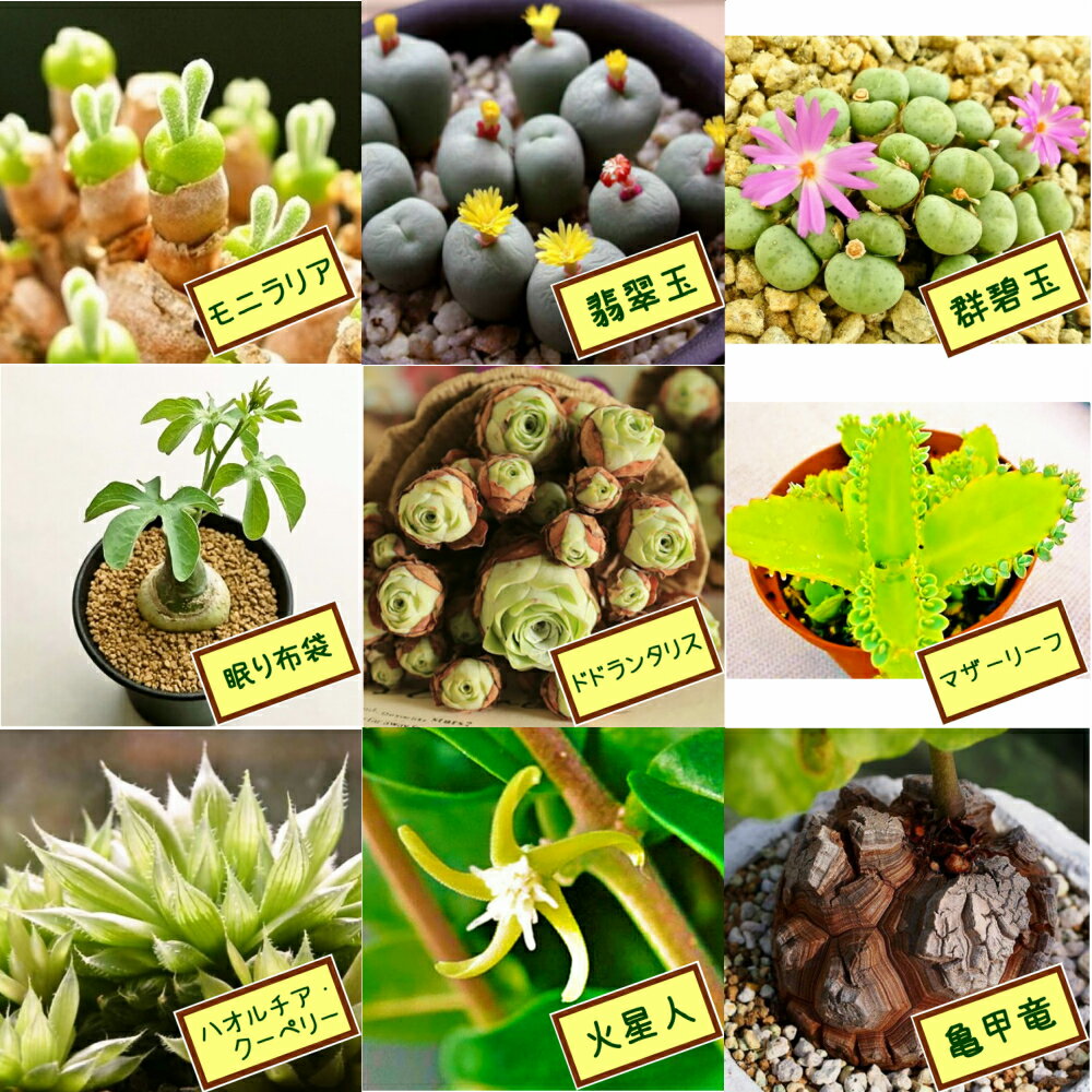 【多肉植物】 自分で選べる種子3点セットvol.2（モニラリア・翡翠玉・群碧玉・眠り布袋・ドドランタ ...