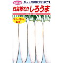 ダイコン種【 白首総太り しろうま 】松永種苗