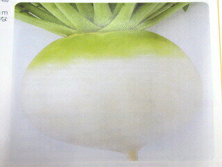 ダイコン種【　京の冬聖護院　】2dL （栽培用 種子 だいこん 大根 タカヤマ）