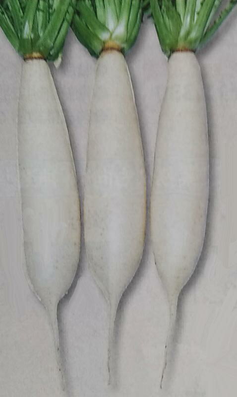 ダイコン種【　おふくろ　】DF小袋 （栽培用 種子 大根 だいこん タキイ）