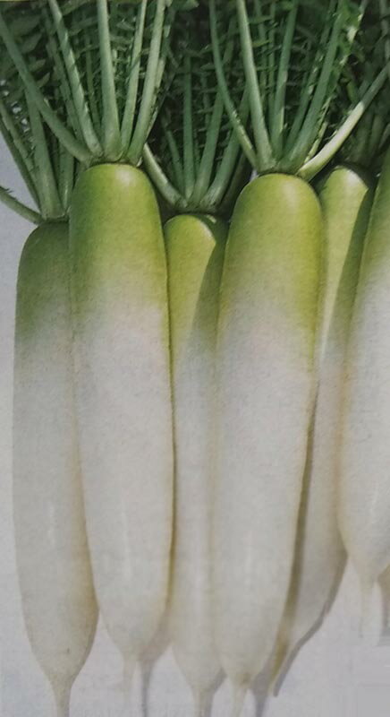 ダイコン種【　千都　】20ml （栽培用 種子 大根 だいこん タキイ）