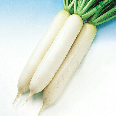 ダイコン種【　YR早生おでん　】小袋 （栽培用 種子 大根 だいこん 中原）