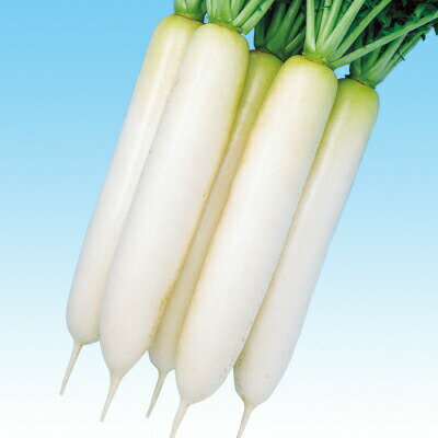 ダイコン種【　F1YRおでん　】小袋 （栽培用 種子 大根 だいこん 中原）