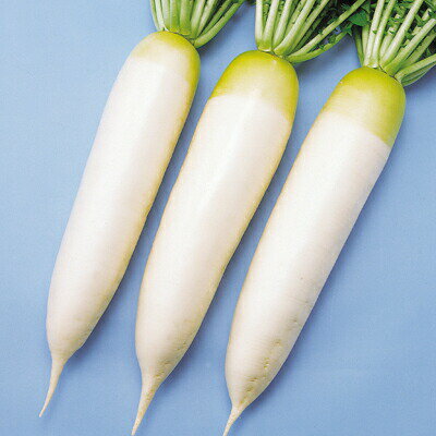 ダイコン種【　F1ながはる　】小袋 （栽培用 種子 大根 だいこん 中原）