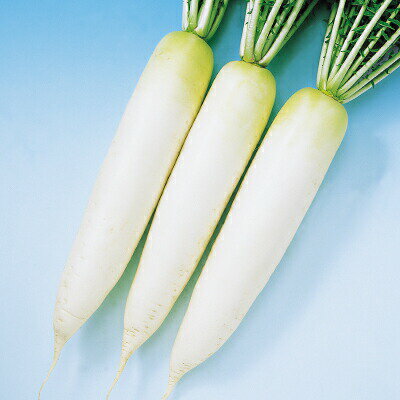 ダイコン種【　F1春いずみ　】1000粒 （栽培用 種子 大根 だいこん 中原）