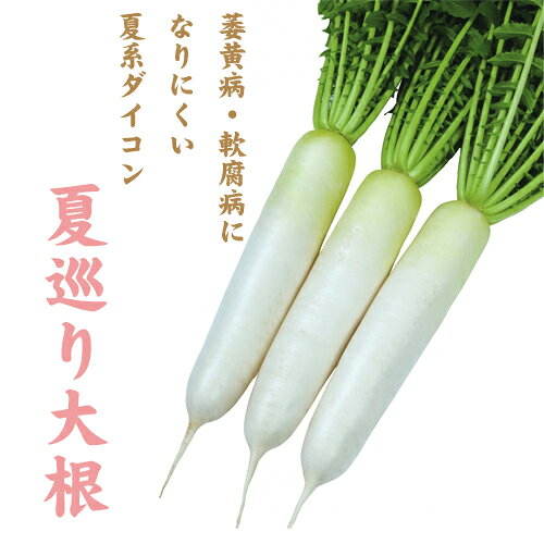 樂天商城 - ダイコン種【　夏巡り　】雪印種苗