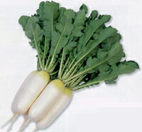 ダイコン種【　小太りくん　】雪印種苗