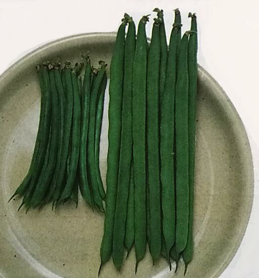 樂天商城 - インゲン種【　スラットワンダー　】MF小袋 （栽培用 種子 つるありいんげん 隠元豆 タキイ）（品種名：ケンタッキーブルーノバル）