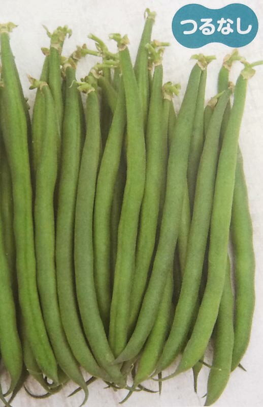 ※新種2025年1月入荷後発送〈実咲小袋・200粒・2000粒〉インゲン種【　れんたろう　】サカタのタネ