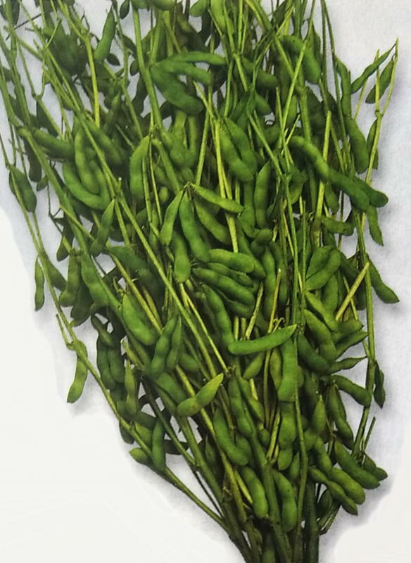 ߤĤΤ  Flower Trail㤨֡GFޡ1LӥޥڡλƦۥġפβǤʤ352ߤˤʤޤ