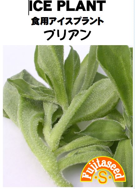 野菜種【　食用アイスプラント プリアン　】藤田種子