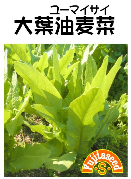 楽天市場】油麦菜の通販
