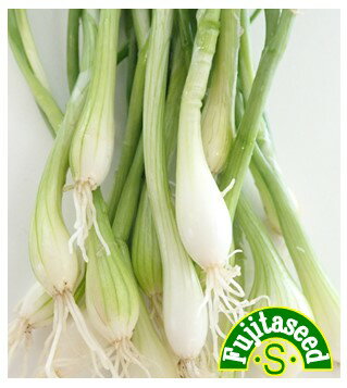 野菜種【　ホワイトシャロット　】藤田種子