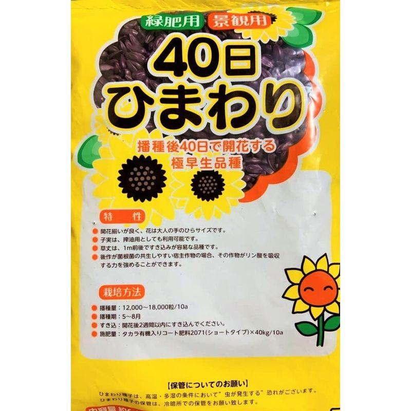 ★ひまわり種【　緑肥用 40日ひまわり　】6000粒　緑肥 景観用 牧草種子 向日葵 ヒマワリ 宝）