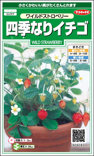 樂天商城 - ※新種12月下旬以降入荷予定イチゴ種【　四季なりイチゴ　】実咲小袋　サカタのタネ