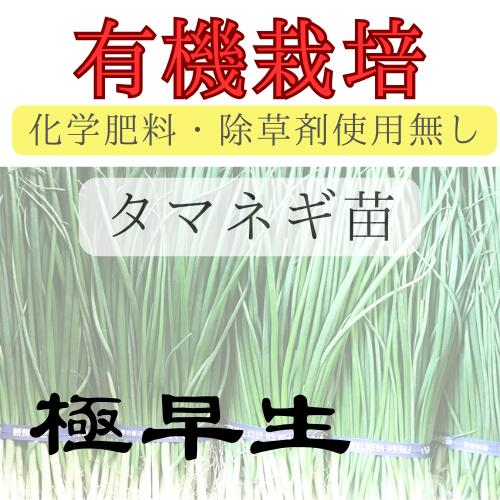 ※有機栽培苗※ タマネギ苗【　極早生　】