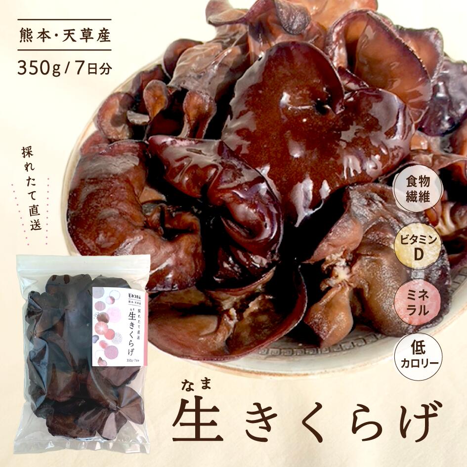 ＼ 熊本県・天草産！／ 無農薬 生きくらげ 350g 7日分 採れたて産地直送 クール便...
