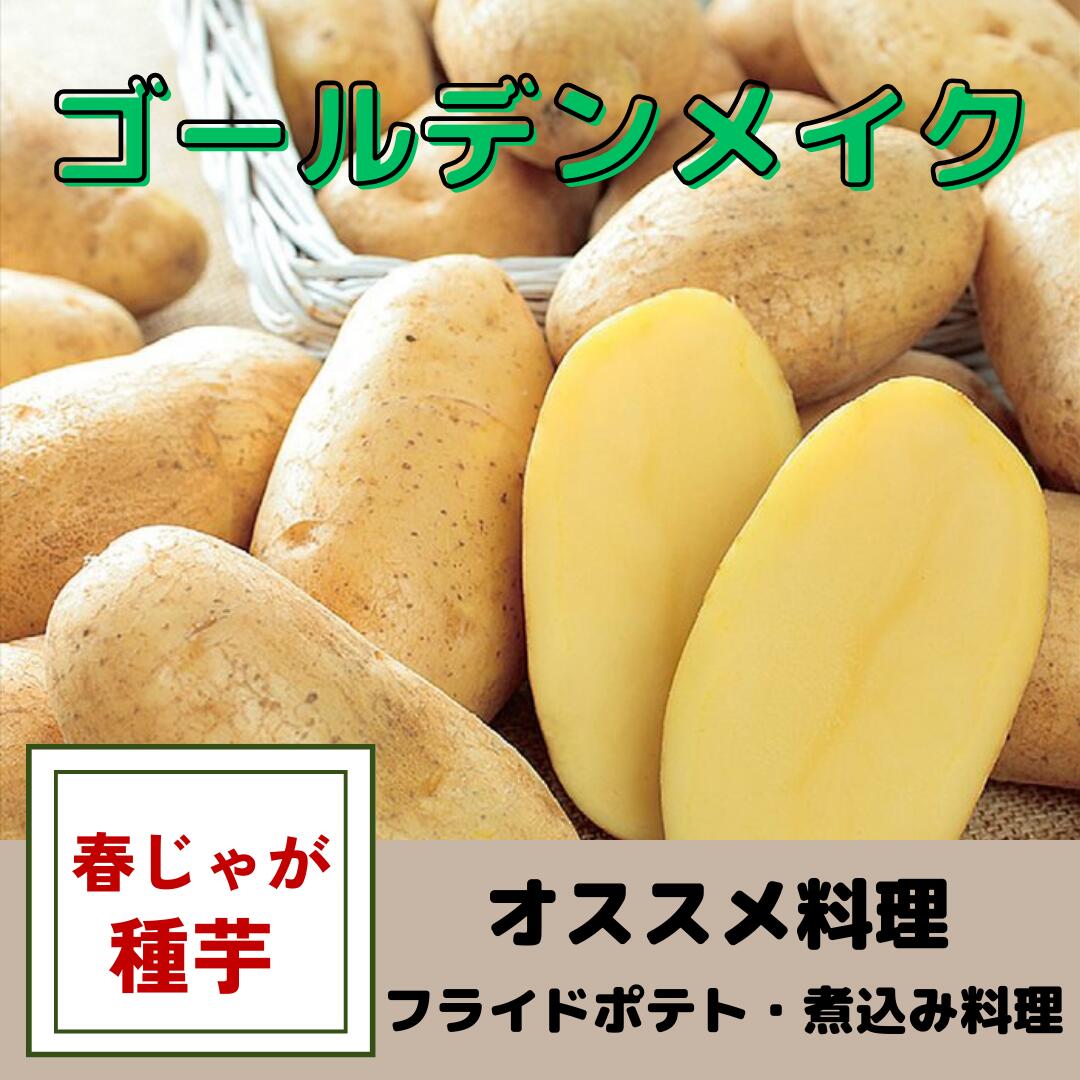 ジャガイモ種芋【　ゴールデンメイク　】（検査合格済み）1キロ