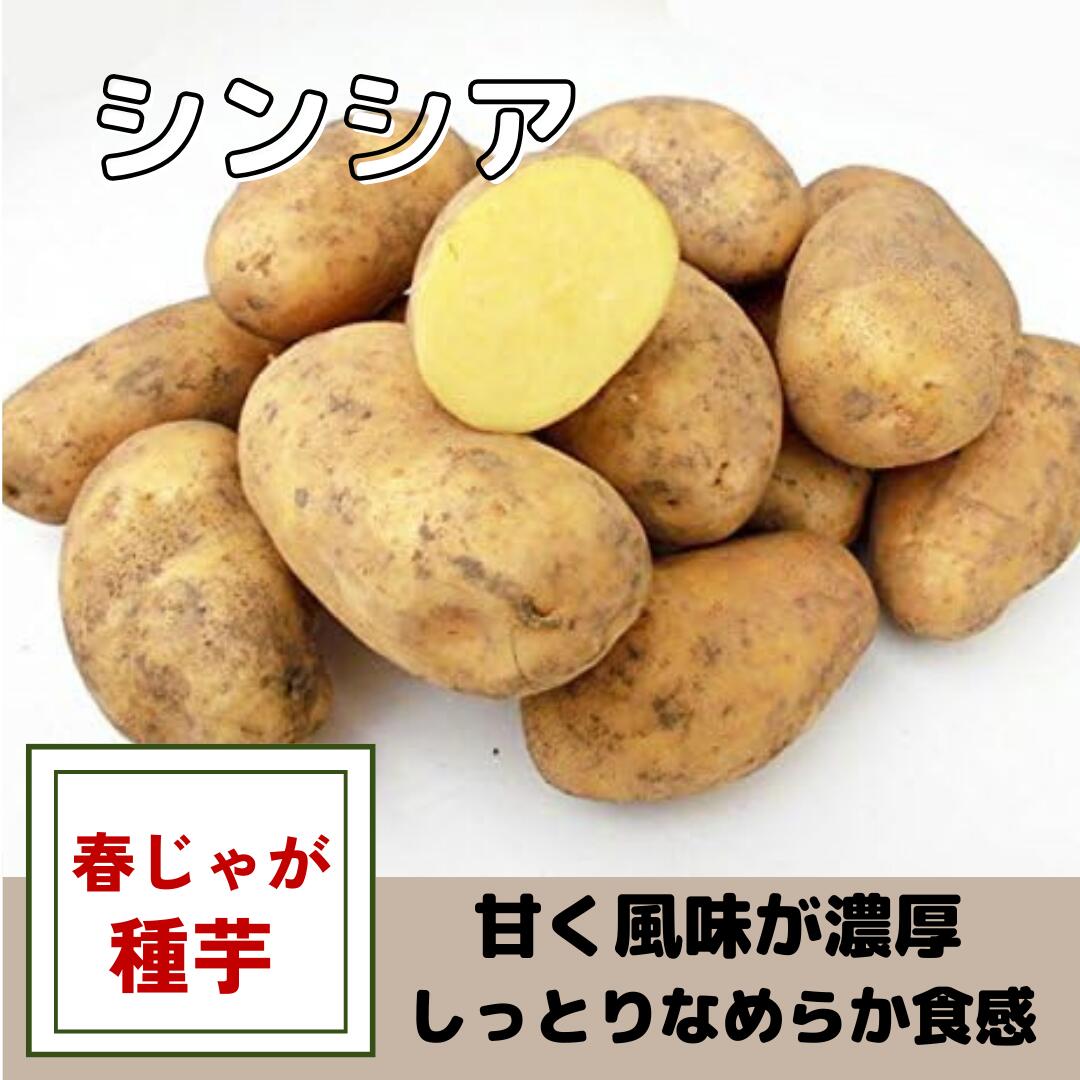 ※12月下旬以降発送　ジャガイモ種芋 【 シンシア 】 サイズ混合