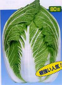 ハクサイ種【　オリンピア　】渡辺採種場