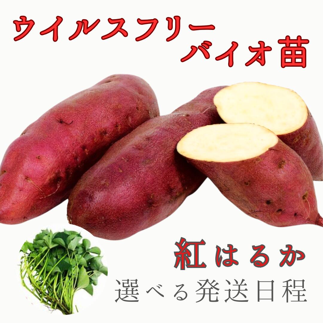 楽天市場】紅 はるか 苗 ウイルス フリーの通販 楽天市場】紅 はるか 苗 ウイルス フリーの通販