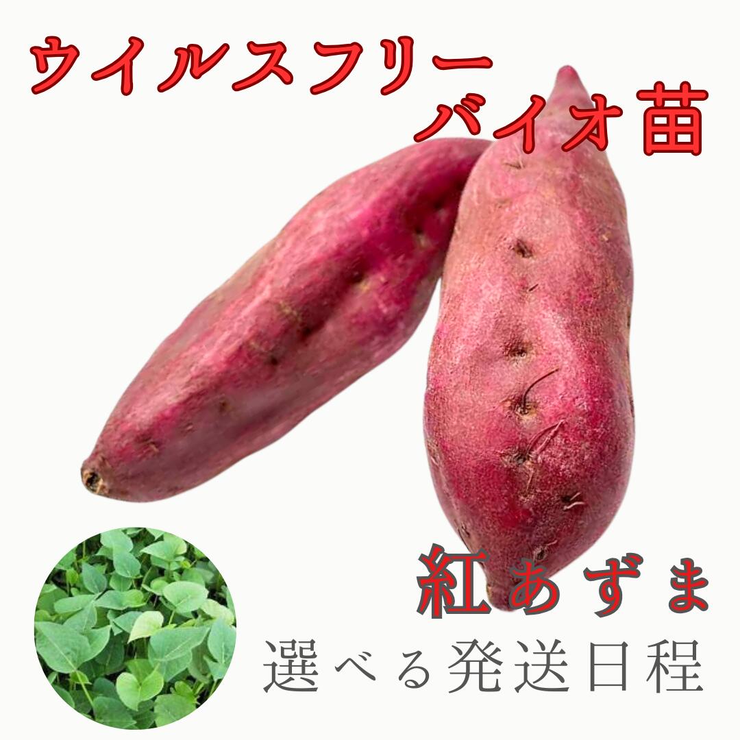 楽天市場】サツマイモ 苗 ウイルスフリーの通販 楽天市場】サツマイモ 苗 ウイルスフリーの通販