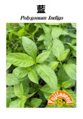 植物種【　アイ（藍）】藤田種子
