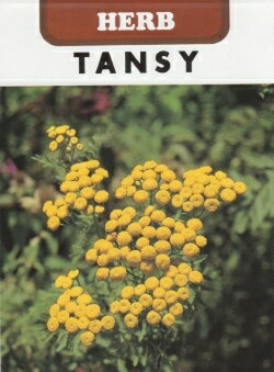 ハーブ種【　タンジー　】藤田種子