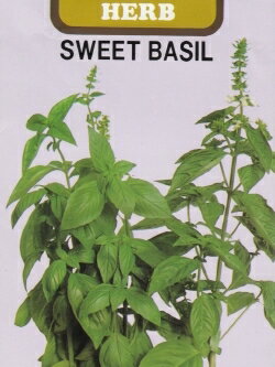 ハーブ種【　スィートバジル　】藤田種子