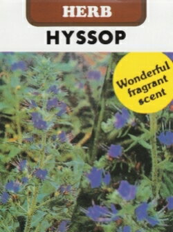 ハーブ種【　ヒソップ　】藤田種子