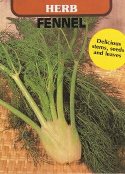 ハーブ種【　フェンネルフローレンス　】藤田種子
