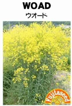 ハーブ種【　ウォード　】藤田種子