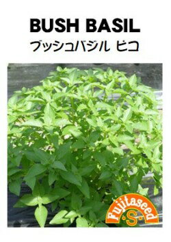 ハーブ種【　ブッシュバジル ピコ　】藤田種子