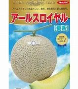 メロン種【　アールスロイヤル夏系　】 （栽培用 種子 神田）のサムネイル