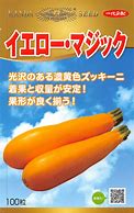 ズッキーニ種【　イエロー・マジック　】 （栽培用 種子 神田）