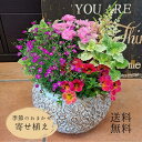 【おまかせ寄せ植え】【送料無料】スタッフおススメの苗の寄せ植え 母の日 花 生花 おまかせ 寄せ植え オシャレ 母の日ギフト 父の日ギフト プレゼント 贈り物 ...