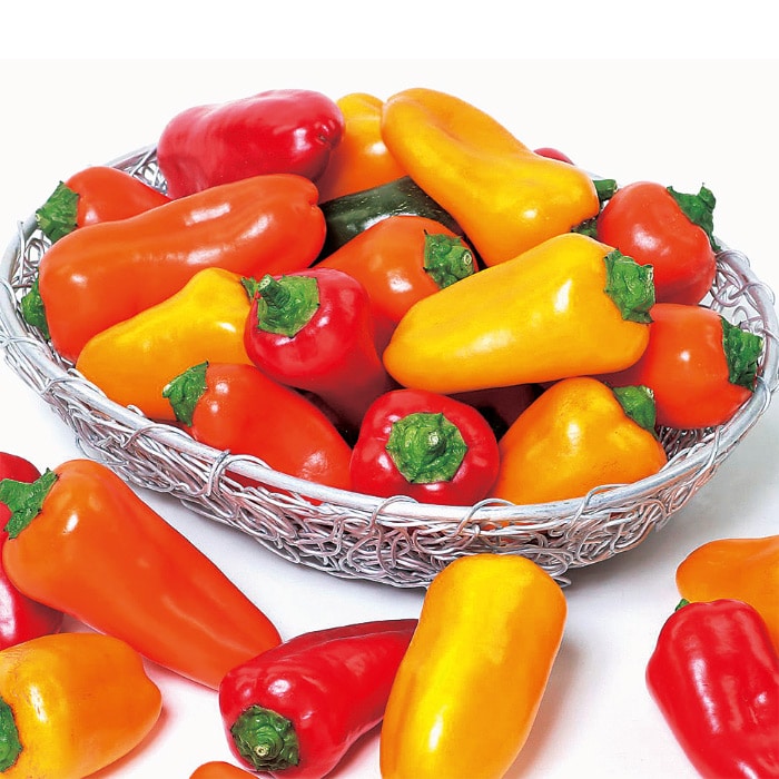 ※新種12月以降入荷予定パプリカ種【 ぱぷりーな 】実咲小袋　サカタのタネ