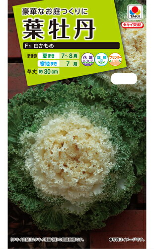 葉牡丹種【　F1白かもめ　】小袋 （栽培用 種子 花 タキイ）