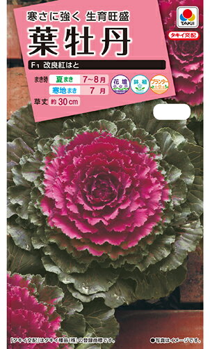 濃紅色に改良された品種！ 【特徴】 葉枚数の多い矮性小型種。 着色部が濃紅色で外葉もやや色がつきます。 一般平暖地は10月下旬から着色が始まり、耐寒性にもすぐれ、長期間観賞できます。■まき時と収穫期