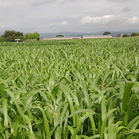 〈1kg・20kg〉スーダングラス種【　リッチスーダン　】雪印種苗