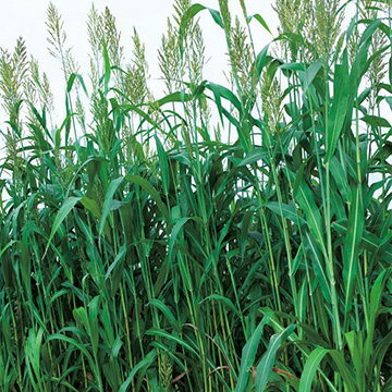 ߤĤΤ  Flower Trail㤨֢2025ǯ١1kg20kgӥ르ڡå르NeoۥġפβǤʤ1,510ߤˤʤޤ