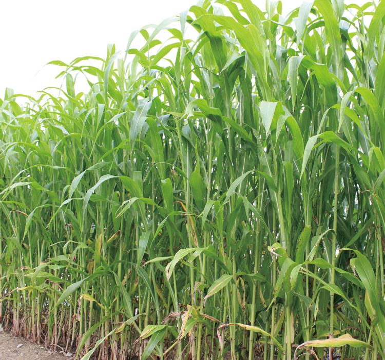 ߤĤΤ  Flower Trail㤨֡1kg20kgӥ르ڡȥߥA楽르ۥġפβǤʤ1,575ߤˤʤޤ