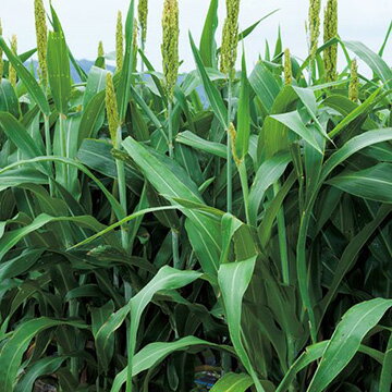 ߤĤΤ  Flower Trail㤨֡1kg20kgӥ르ڡ᡼ȥ륽르ۥġפβǤʤ1,596ߤˤʤޤ