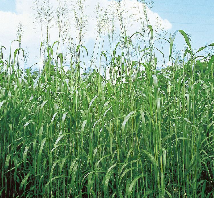 〈1kg・20kg〉スーダングラス種【　ベールスーダン　】タキイ種苗