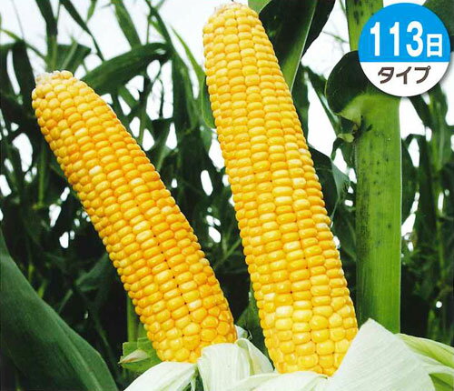 〈1kg・20kg〉トウモロコシ種【　タカネスター113日　】タキイ種苗