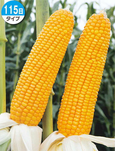 ��1kg��20kg�ӥȥ����������ڡ��������ǥ��TX1334���ۥ���������