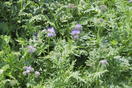 ※9月以降入荷後発送ハゼリソウ種【　めぐみ　】カネコ種苗