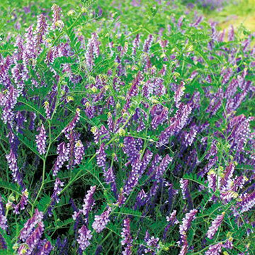 ヘアリーベッチ種【　ウインターベッチ　】1kg タキイ種苗