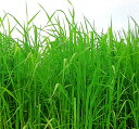 チモシー種【 ノサップ 】タキイ種苗 1キロ