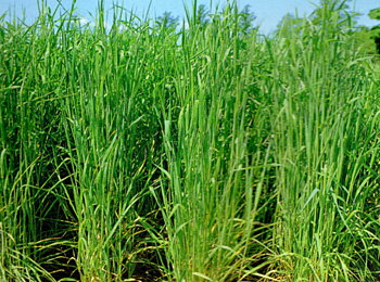 チモシー種【　キリタップ　】タキイ種苗　 1キロ